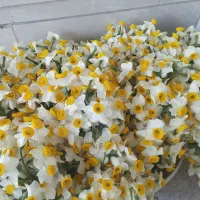 گل نرگس|گل و گیاه طبیعی|آزادشهر, |دیوار