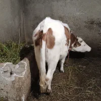 گاو‌‌‌یا‌گوساله‌ماده|حیوانات مزرعه|نوشین شهر, |دیوار