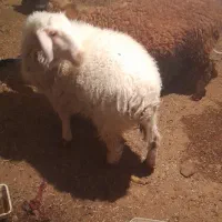 بره نر|حیوانات مزرعه|تیمور آباد, |دیوار