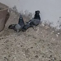 یه جفت سبزکاکولی