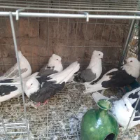 سرور بلند دوکت کاکلی|پرنده|اردکان, |دیوار