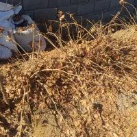 نهال انگور و بادام