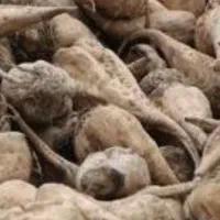 چغندر خوراک دامی