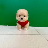 پامر کراس عروسکی پشمالو سگ توله سایز تیکاپ|سگ|مشهد, مصلی (کارمندان اول)|دیوار