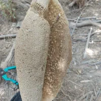 عسل طبیعی سرشاخه بشرط