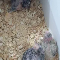 فروش عروس هلندی|پرنده|نقده, |دیوار