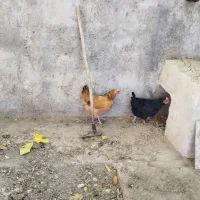دو عدد مرغ تخم گذار