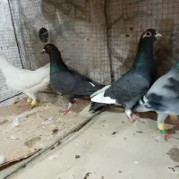 کفتر بوم بزن بهادر چاشنی