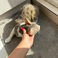 واگذاری گربه خونگی زیبا و مهربون