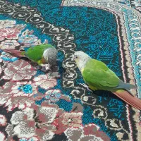 یک جفت گرینچیک وعروس هلندی نر|پرنده|مشهد, شهید قربانی|دیوار