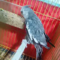 عروس وایت فیس نر ۶ ماهه