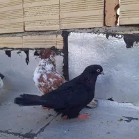 کبوتر تهرانی و لوتی|پرنده|باسمنج, |دیوار