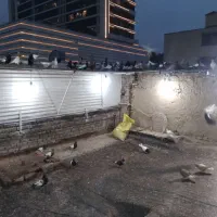 سینه سیاه هوایی..|پرنده|مشهد, امام خمینی|دیوار