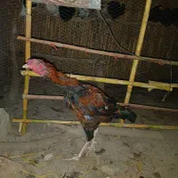 مرغ محلی وخروس لاری|حیوانات مزرعه|مزرعه کتول, |دیوار