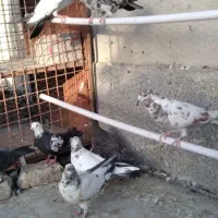 کبوتر پرشی