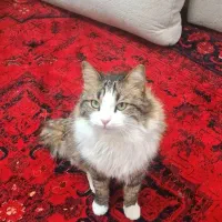 واگزاری رایگان گربه dlh