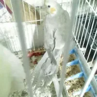 عروس هلندی مادرپسر|پرنده|تاکستان, |دیوار