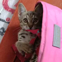 واگذاری گربه نر ۵ ماهه تهران گیلان|گربه|کلاچای, |دیوار