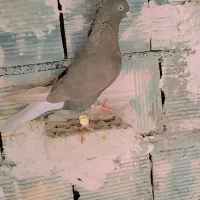 سلام دوم سفید برا فروش