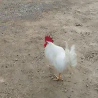 خروس