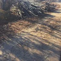 خرید چوب ودرخت|خدمات باغبانی و درختکاری|خرم‌آباد, |دیوار