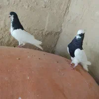 کبوتر رنگی