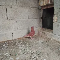 سرخ دم سفید خال سیاه