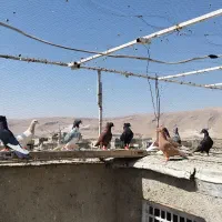 کفتر 15عدد|پرنده|شیراز, قلعه نو|دیوار
