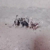 جوجه لاری اصیل زیر مرغی