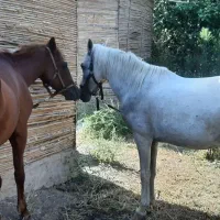 نریون و مادیون کرد|اسب و تجهیزات اسبسواری|رشت, آب و برق|دیوار