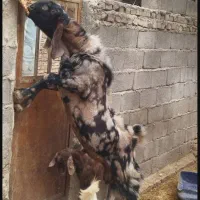 گوسفند مخلی