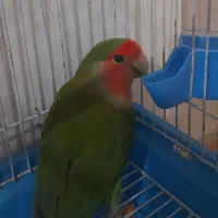 پرنده طوطی|پرنده|بهشهر, |دیوار