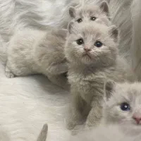 گربه بریتیش اصیل|گربه|تهران, دانشگاه شریف|دیوار