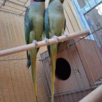 یک جفت شاه طوطی مولد|پرنده|تبریز, |دیوار