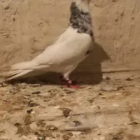 طوقی الماسی ماده روزگاری