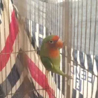 عروس هلندی و طوطی برزیلی|پرنده|همدان, |دیوار