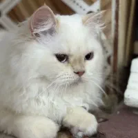 گربه پرشین سفید|گربه|بندر کنگان, |دیوار