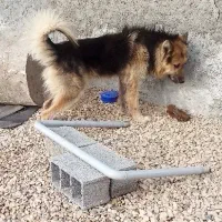 سگ ژرمن شولاین هیولا|سگ|قائم‌شهر, |دیوار