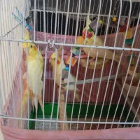 عروس هلندی با جوجه
