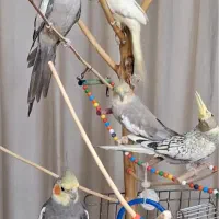 تعدادی عروس هلندی معاوضه