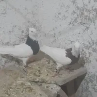 طوقی هفت رنگ وسیاه|پرنده|جوین, |دیوار