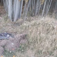 فروش چوب تر