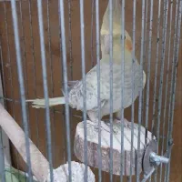 عروس هلندی|پرنده|قرچک, محمد آباد|دیوار