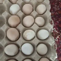 تخم مرغ لاری اشامو