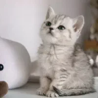 گربه بریتیش