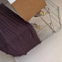 عروس هلندی|پرنده|شاهدشهر, |دیوار