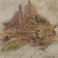 جارو درجه یک