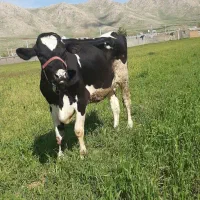 خرید فروش گوساله گاو افتاده زمین گیر