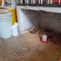 جوجه گلپایگان