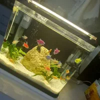 اکواریم شرکتی